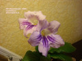 dimetris.ru:цветы:dimetris:ds-подснежник_056.jpg