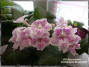 dimetris.ru:цветы:dimetris:ds-050_кружеван.jpg
