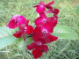 dimetris.ru:цветы:dimetris:ds-155_2.jpg
