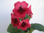 dimetris.ru:цветы:dimetris:ds-216_2.jpg