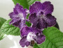 dimetris.ru:цветы:dimetris:ds-261.jpg