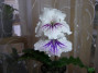 dimetris.ru:цветы:dimetris:ds-346.jpg