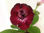 dimetris.ru:цветы:dimetris:ds-410.jpg