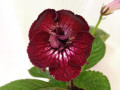 dimetris.ru:цветы:dimetris:ds-410.jpg
