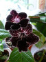 dimetris.ru:цветы:dimetris:ds-bonaventure.jpg