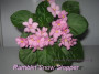 dimetris.ru:цветы:e.champion:ramblin_show_stopper.jpg
