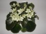 dimetris.ru:цветы:e.kolb:emerald_love_2.jpg