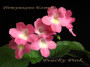 dimetris.ru:цветы:e.rourke:peachy_pink.jpg