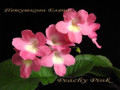 dimetris.ru:цветы:e.rourke:peachy_pink.jpg