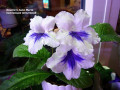 dimetris.ru:цветы:e.underhill:deanies_jane_marie.jpg