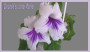 dimetris.ru:цветы:e.underhill:deanies_jane_marie_2.jpg