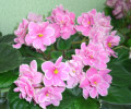 dimetris.ru:цветы:eyerdom:pink_amiss.jpg