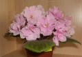 dimetris.ru:цветы:eyerdom:pink_amiss_2.jpg