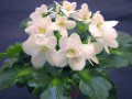 dimetris.ru:цветы:eyerdom:white_madonna.jpg