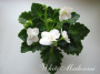 dimetris.ru:цветы:eyerdom:white_madonna_2.jpg