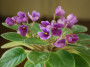 dimetris.ru:цветы:f.wagman:fays_paisley.jpg