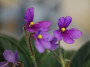 dimetris.ru:цветы:f.wagman:fays_paisley_2.jpg