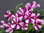 dimetris.ru:цветы:f.wagman:sister_sylvia.jpg