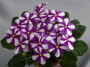 dimetris.ru:цветы:f.wagman:sister_sylvia_2.jpg