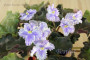 dimetris.ru:цветы:fredette:feather_2.jpg