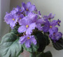 dimetris.ru:цветы:fredette:twilight_fantasy.jpg