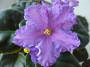 dimetris.ru:цветы:fredette:twilight_fantasy_2.jpg