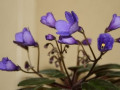 dimetris.ru:цветы:g.beck:vallarta_campanas_moradas_2.jpg