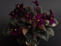dimetris.ru:цветы:g.boone:crushed_velvet_2.jpg