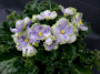 dimetris.ru:цветы:g.boone:partly_cloudy.jpg