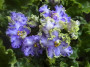 dimetris.ru:цветы:g.boone:partly_cloudy_2.jpg
