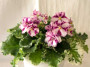 dimetris.ru:цветы:g.mcdonald:macs_crystal_cupid.jpg