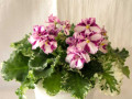 dimetris.ru:цветы:g.mcdonald:macs_crystal_cupid.jpg
