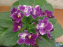 dimetris.ru:цветы:g.mcdonald:macs_glacial_grape.jpg