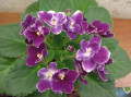 dimetris.ru:цветы:g.mcdonald:macs_glacial_grape.jpg