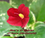 dimetris.ru:цветы:g.mcdonald:macs_oscarlet_ohara.jpg