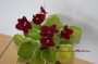 dimetris.ru:цветы:g.mcdonald:macs_rouge_rouge.jpg