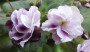 dimetris.ru:цветы:g.mcdonald:macs_southern_springtime.jpg