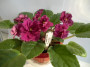 dimetris.ru:цветы:h.pittman:alamo_frills.jpg