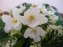 dimetris.ru:цветы:h.pittman:alamo_sunshine.jpg