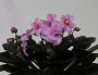 dimetris.ru:цветы:h.pittman:jolly_jingle_2.jpg