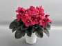 dimetris.ru:цветы:h.pittman:jolly_luck.jpg