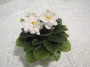 dimetris.ru:цветы:h.pittman:jolly_moonflower_2.jpg