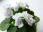 dimetris.ru:цветы:h.pittman:jolly_orchid_2.jpg