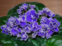 dimetris.ru:цветы:h.pittman:magic_blue_2.jpg
