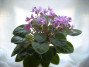 dimetris.ru:цветы:h.pittman:teen_trail.jpg