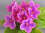 dimetris.ru:цветы:harmony:harmonys_surprise.jpg