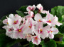 dimetris.ru:цветы:harmonys_greenhouse:harmonys_white_star.jpg