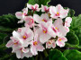 dimetris.ru:цветы:harmonys_greenhouse:harmonys_white_star_2.jpg
