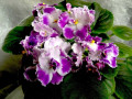 dimetris.ru:цветы:harrison:silverglade_bangles.jpg