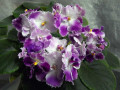 dimetris.ru:цветы:harrison:silverglade_bangles_2.jpg